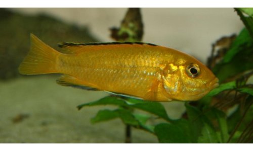Labidochromis sp. yellow